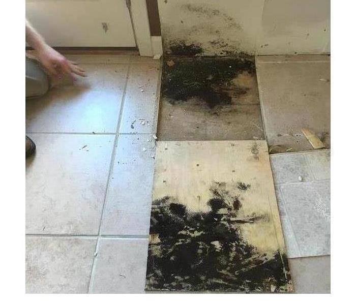Discovery of mold underneath kitchen tile in local home